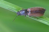 Athous haemorrhoidalis