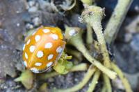 Halyzia sedecimguttata