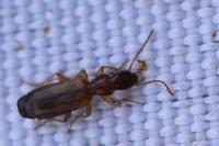 Paradromius linearis