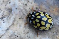 Sospita vigintiguttata