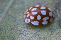 Sospita vigintiguttata