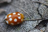 Vibidia duodecimguttata