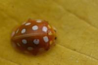 Halyzia sedecimguttata