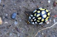 Sospita vigintiguttata