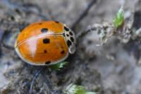 Adalia decempunctata