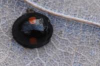 Chilocorus renipustulatus