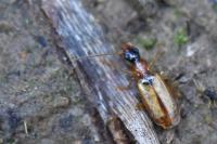 Demetrias atricapillus