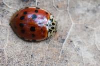 Harmonia quadripunctata