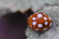 Vibidia duodecimguttata