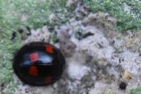 Exochomus quadripustulatus