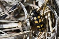 Leptura quadrifasciata