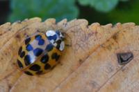 Harmonia axyridis