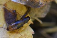 Marolia variegata