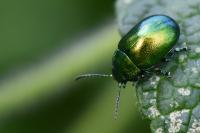 Chrysolina graminis