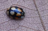 Adalia decempunctata