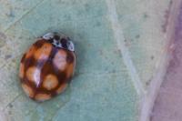 Adalia decempunctata