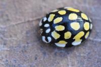 Sospita vigintiguttata