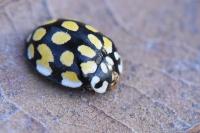 Sospita vigintiguttata