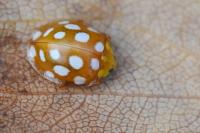Halyzia sedecimguttata