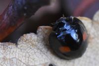Chilocorus renipustulatus