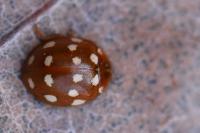 Calvia quatuordecimguttata