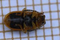 Galerucella