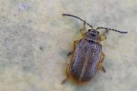 Galerucella