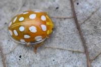 Halyzia sedecimguttata