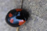 Harmonia axyridis