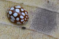 Sospita vigintiguttata