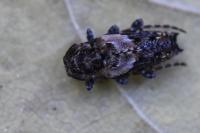 Pogonocherus hispidus