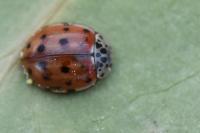 Harmonia quadripunctata