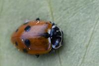 Hippodamia variegata