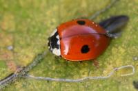 Adalia bipunctata