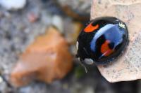 Harmonia axyridis