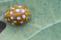 Halyzia sedecimguttata