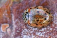Harmonia quadripunctata