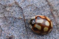 Adalia decempunctata