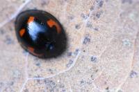 Exochomus quadripustulatus
