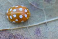 Halyzia sedecimguttata