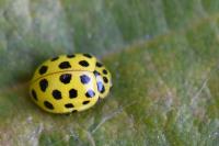 Psyllobora vigintiduopunctata