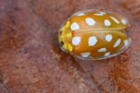 Halyzia sedecimguttata