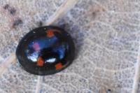 Exochomus quadripustulatus