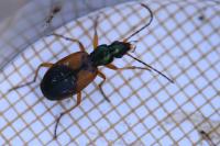 Anchomenus dorsalis