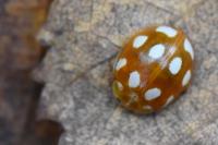 Calvia decemguttata
