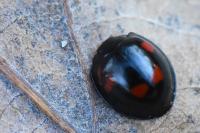 Exochomus quadripustulatus