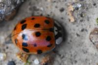 Harmonia axyridis