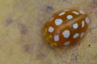 Halyzia sedecimguttata