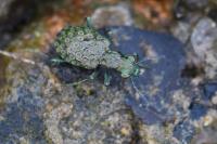 Elaphrus riparius