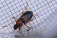 Stenolophus teutonus